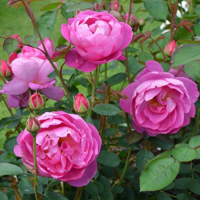 Роза кустовая Роял Джубили